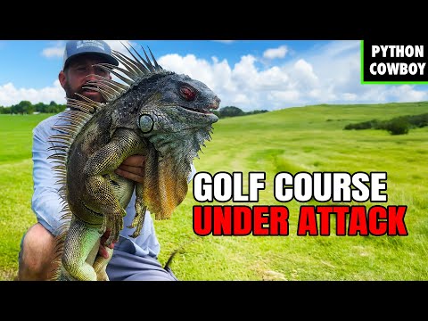 Iguanas Take Over Golf Course