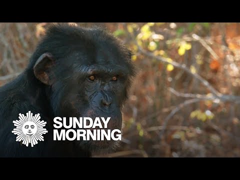 A visit to chimpanzee sanctuary Chimp Haven