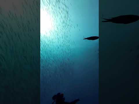 Isola d’Elba Picchi di Pablo #diving #acqualungdiving #mares #seac #maresgav
