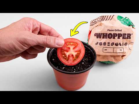 What Happens When You Grow a Tomato from a Burger King Whopper?