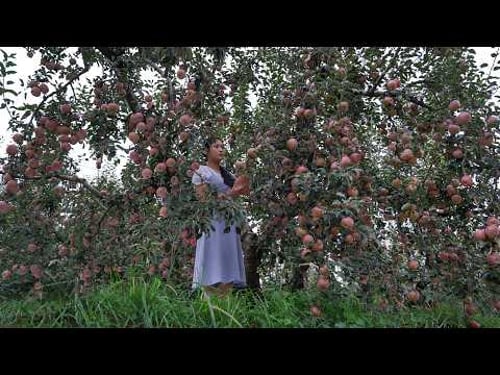 Cooking 4 Different Colors of Apples!Have You Seen White Apple?