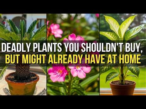 5 Plants You Should Never Have at Home
