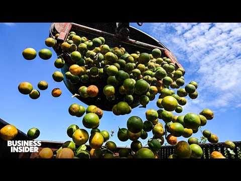 Why Florida’s Orange Industry Is In Free Fall