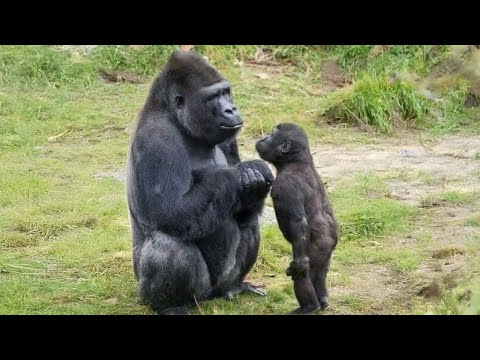 When Baby Animals Boss Around Their Mom 🤣 Funniest Animal Video 2026 Ever!