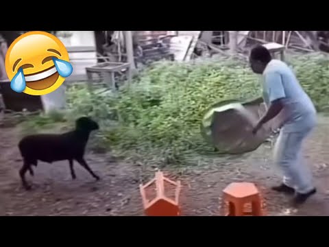 Best Funny Videos Of 2025 😂 TRY NOT TO LAUGH Funny Videos #5 😂