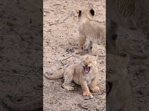 The Cutest Calls as Tiny Lion Cubs Look for Their Mother
