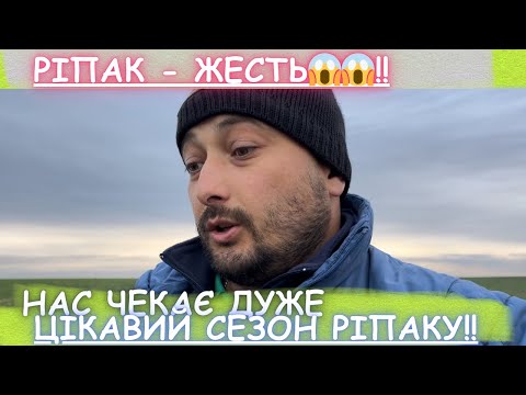Нас чекає надскладний і дуже цікавий сезон ріпаку‼️