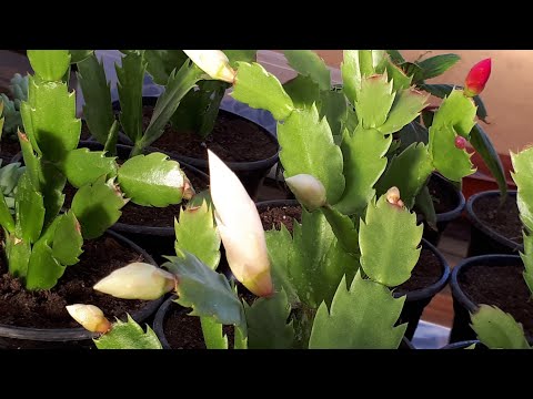 Зигокактус или Шлюмбергера. Бутоны сбросил?