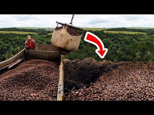 Wie Sie Mit Millionen Tonnen Kaffee Reich Wurden