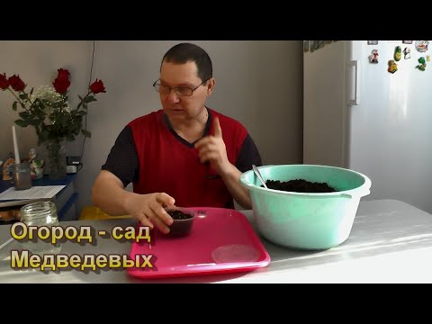 Проверенный годами способ посева томатов на рассаду