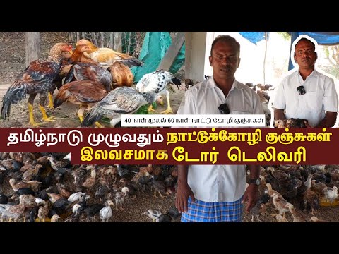 இலவசமாக வீடு தேடி வரும் நாட்டு கோழி குஞ்சுகள், தமிழ்நாடு முழுவதும் டெலிவரி #poultryfarm #nattukoli