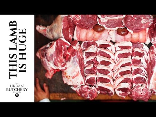 The biggest lamb I have ever boned