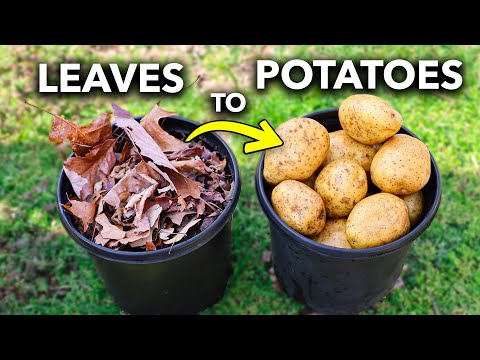 What Happens When You Grow Potatoes In ONLY LEAVES?