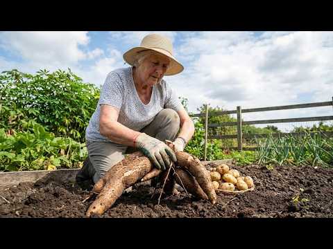 This Crop is WAY Better Than Potatoes But No One Grows It!