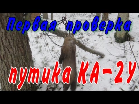 Checking the route with KA-2U traps, half of the traps worked, the reason is unknown, weather cha...