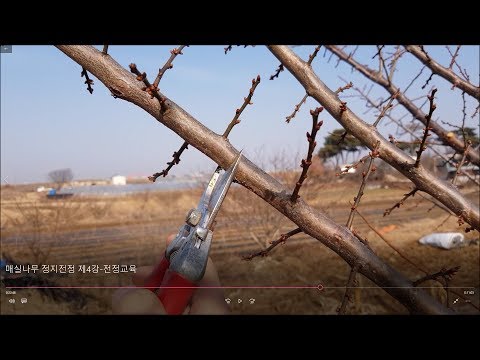 제4강 - 매실나무 가지치기, 매실나무 정지전정, 매실나무 전지 동영상 강의