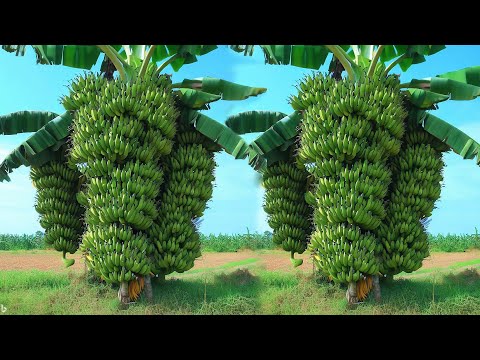 No need for a garden, how i grafting banana tree from banana flower at home very easy