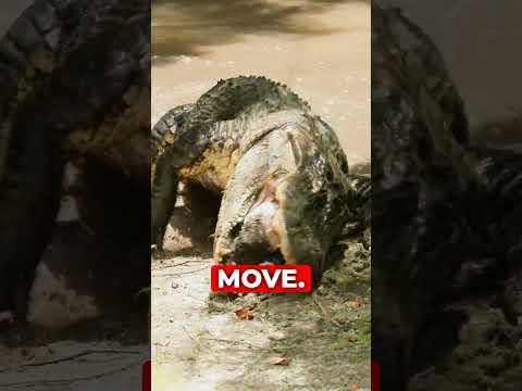 Florida Man Has Alligator in His Backyard