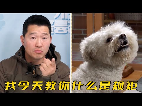 訓犬師暴怒!進門一腳把狗踹飛,警告女主人如果管不好狗,就別怪別人替她管教