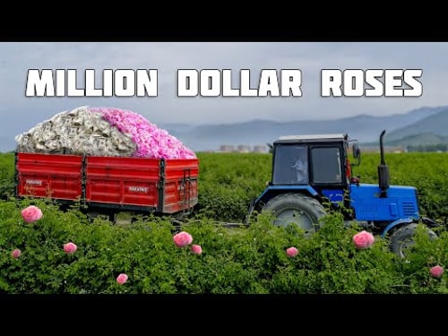 One MILLION Dollars on roses! Production of Essential oil from Rose Petals