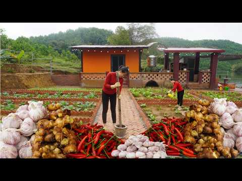 Make Biological Pesticides From Ginger, Garlic, Chili To Spray on Vegetable Garden Damaged by Pests