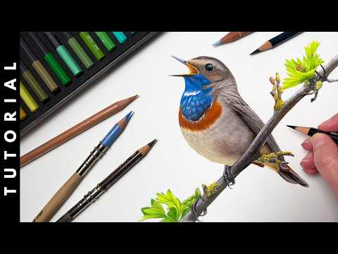 TUTORIAL | How To Combine Coloured Pencil & Watercolour Pencil To Draw A Bluethroat Bird Drawing