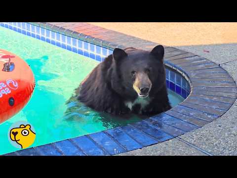 Wild Bear Returns After Fire And Brings Her Cubs For A Swim