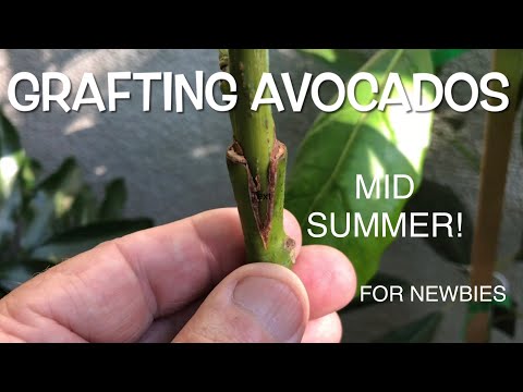 GRAFTING AVOCADO TREES | NEWBIES STEP BY STEP VIDEO GUIDE | MID SUMMER GRAFTING DEMO | CLOSE UP