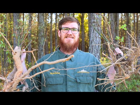 I Found The Original Root Beer Tree