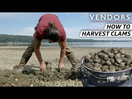 The Techniques Behind Harvesting the Best Clams on the West Coast — Vendors