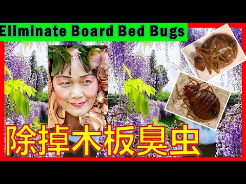 (林平方)(ENG+CHI)止咳方法治病,剪刀,豆芽,完全消灭臭虫跳蚤专家 的好方法 2 🐛🐛🐛 rid bed bugs