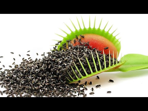 1,000 Flies vs. Venus Fly Trap
