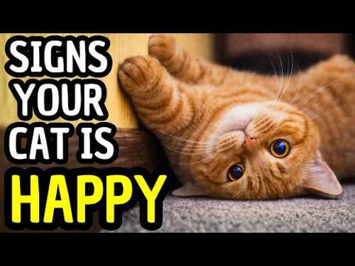 Is Your Cat Actually Happy? Top Signs Science Confirmed