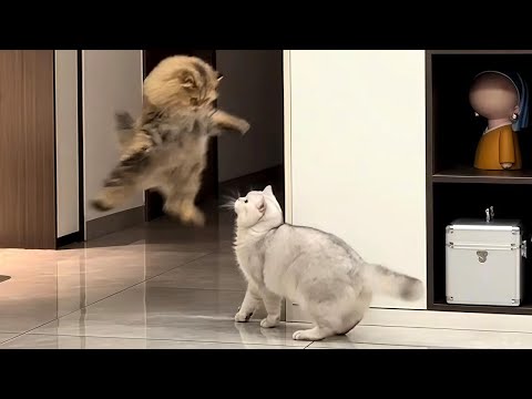 Cats Being Weird Again