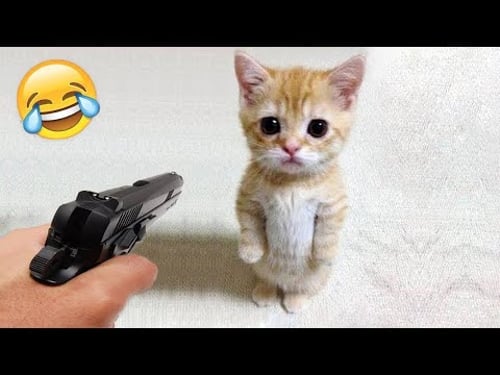 Videos De Risa De Animales 2025 - Perros y Gatos Chistosos - Videos De Animales Graciosos #37
