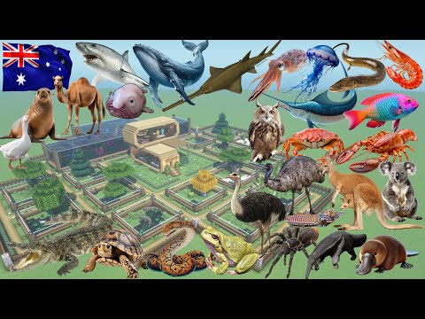 How To Make an Australia Animal Farm in Minecraft PE