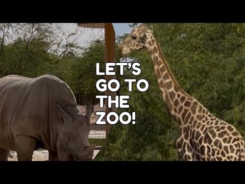 ANIMALS IN AL AIN ZOO #wanderlust #animals #satisfying #wildlife