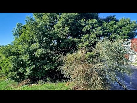 No one stepped forward to restore this tree for the elderly neighbors, so I did it for free