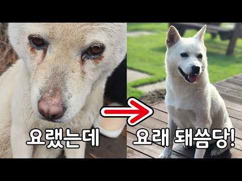 Chuseok Holiday! A Special Compilation of Becky & the Puppies’ Story