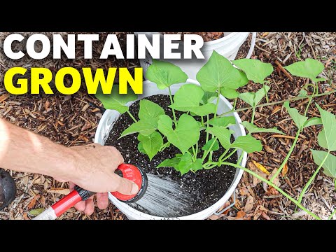 How to Grow SWEET POTATOES in CONTAINERS, Cheap and Easy Patio Gardening