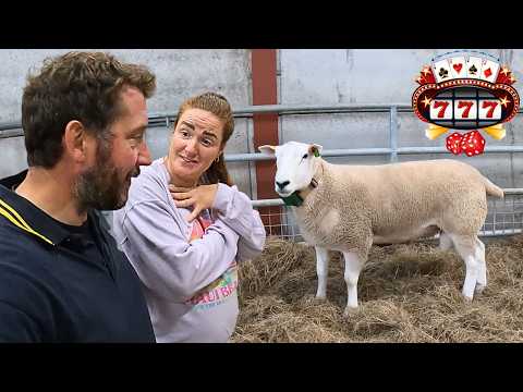 Sheep, Money & Marriage – The BIG Gamble!