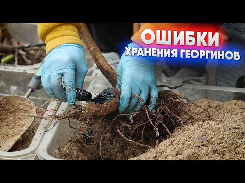 Mistakes in storing dahlias