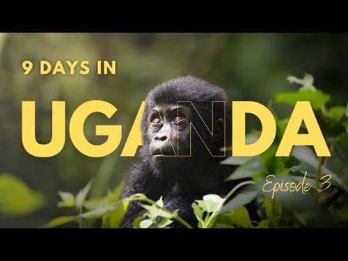 Gorilla Trekking - A Close Encounter | Uganda Series Ep. 3
