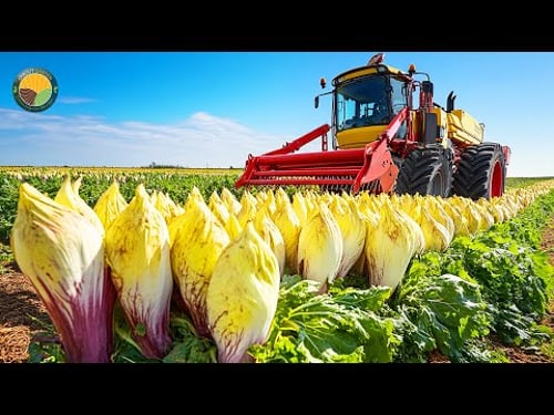 How Farmers Harvest Millions Of Tons Of Chicory Roots by Machine | Farming Documentary