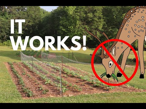 Could this CHEAP Deer Fence REALLY WORK?
