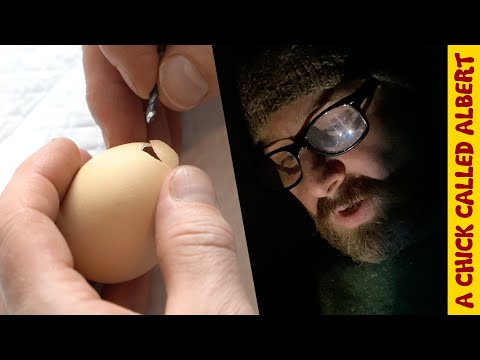 Stone cold eggs rescue