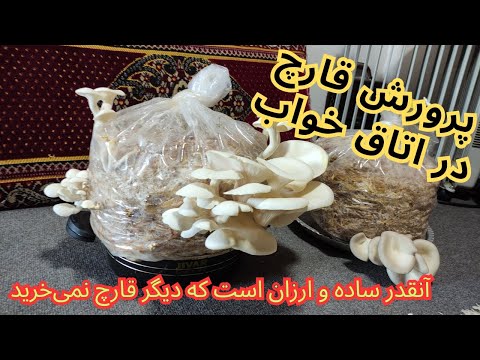 با هزینه کمتر از صد هزار تومان چند ماه قارچ پرورش میدهم و انقدر آسان است که باور نمیکنید