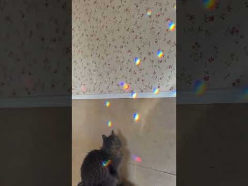 Fun with Prisms ☀️💎😸