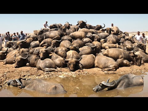 Израиль Оставил Сотни Буйволов Голодать на Мертвой Земле, но Что Случилось Дальше Реально Шокирует
