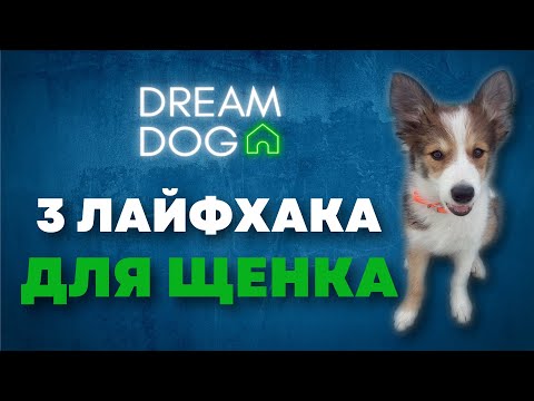 С чего начать дрессировку щенка 🐶 3 проверенных совета